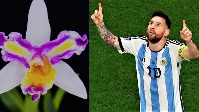 Obereño le puso el nombre de Lionel Messi a una orquídea híbrida.