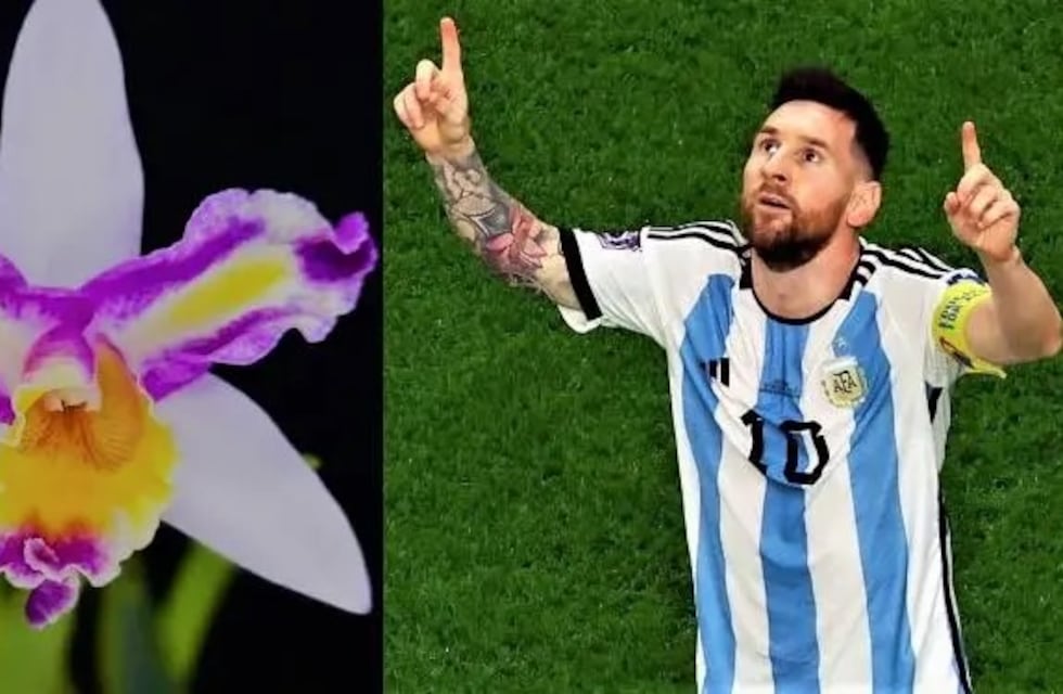 Obereño le puso el nombre de Lionel Messi a una orquídea híbrida