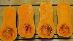 El zapallo de distintos tipos está de temporada (Foto: INTA).