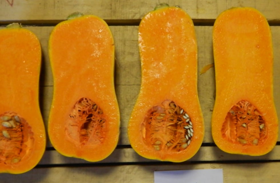 Pastel de calabaza, la receta ideal para combatir el frío en invierno