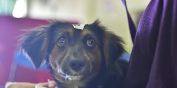 Vacunación de animales en Tandil: dónde y cuándo se realizará en la ciudad