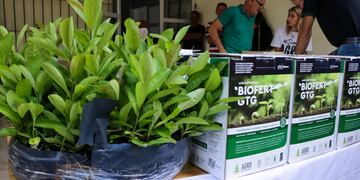 Productores y productoras de la localidad de Oberá se beneficiaron con plantines de yerba mate para el desarrollo de su producción