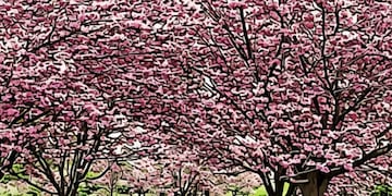 Pinceladas literarias: “Cerezos”