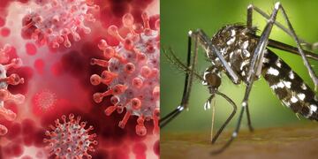 Dengue