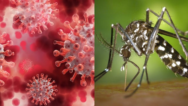 Dengue