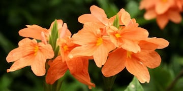 La crossandra es la elección perfecta para quienes desean flores durante todo el año en el jardín o el balcón.