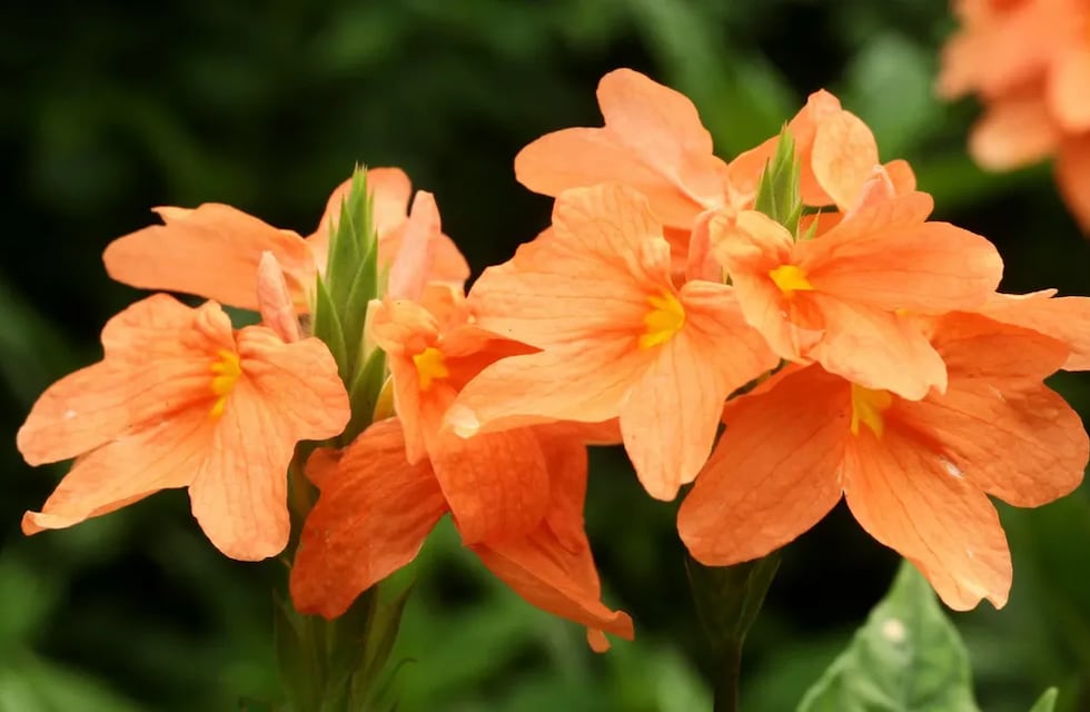 Cuál es la planta que da flores durante todo el año y que es ideal para transformar el jardín de tu casa