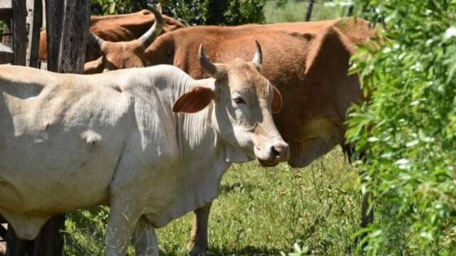 Preocupan casos de rabia paresiante en la zona Norte de Misiones. Imagen ilustrativa. Archivo.