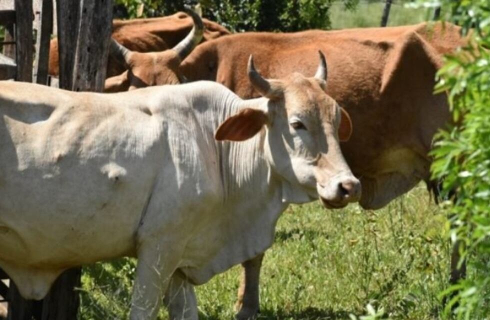 Preocupan casos de rabia paresiante en la zona Norte de Misiones