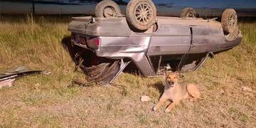 Sucedió en Coronel Pringles: tras el vuelco, la mascota permanece junto al auto de su dueño.