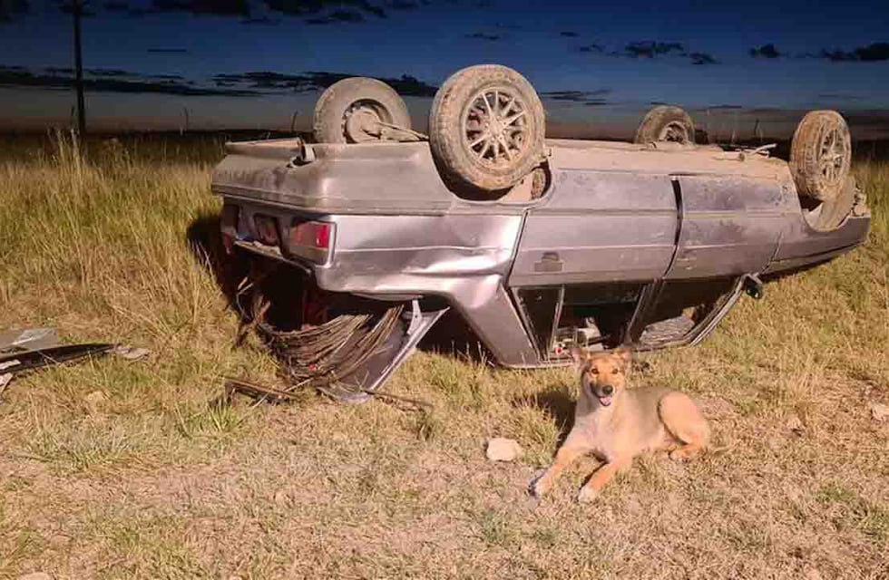 Nunca te abandonan: volcaron y el perro se quedó todo el tiempo al lado del auto