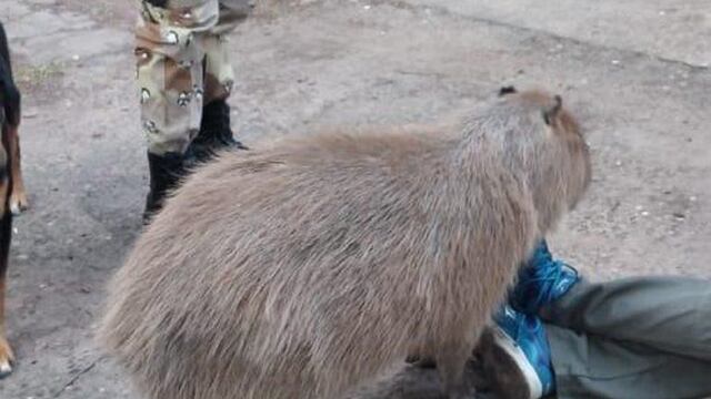 El propietario hizo entrega voluntaria del animal.