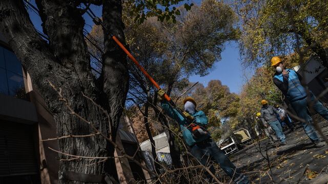 La Ciudad de Mendoza continuará esta semana con los trabajos de poda del arbolado público en calles y paseos. Gentileza MCM