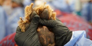 El último adiós al león africano Tango (Municipalidad de Córdoba).