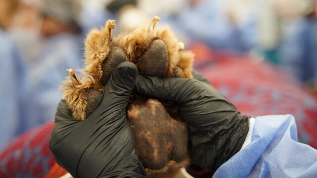El último adiós al león africano Tango (Municipalidad de Córdoba).