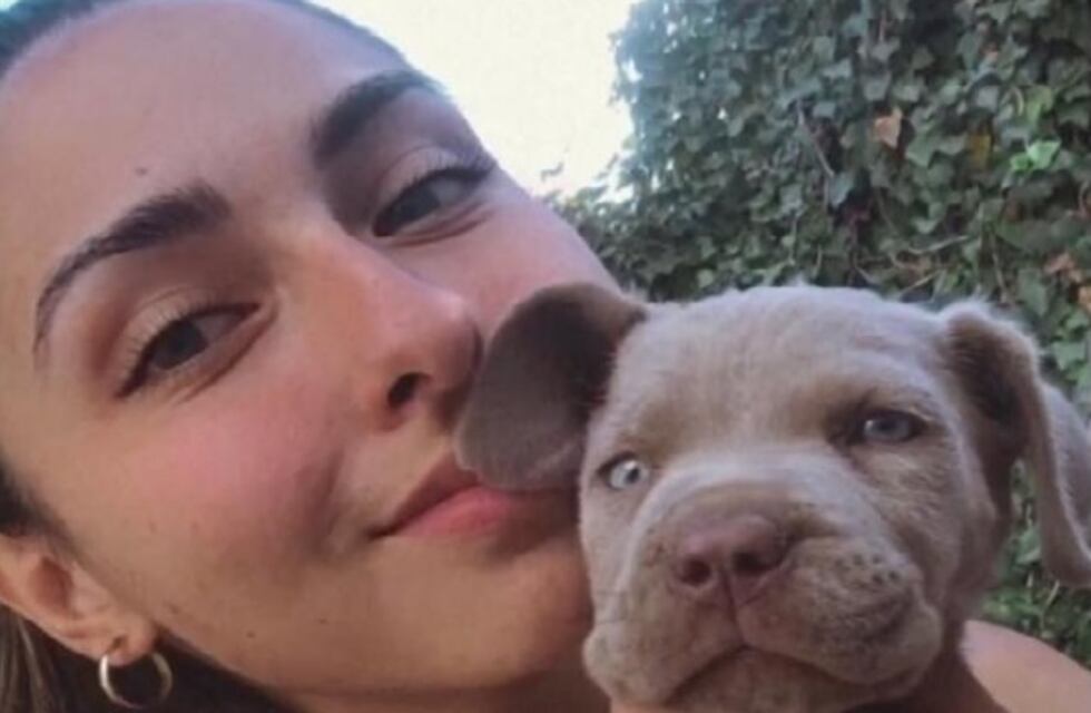 Atropellaron a su perrito y necesita 40 mil pesos para su tratamiento