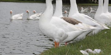 Indignación en Palermo: robaron dos gansos de los lagos y los arrojaron a una pileta con cloro