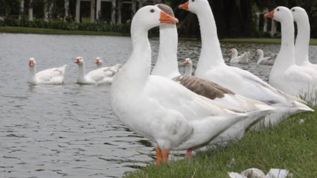 Indignación en Palermo: robaron dos gansos de los lagos y los arrojaron a una pileta con cloro