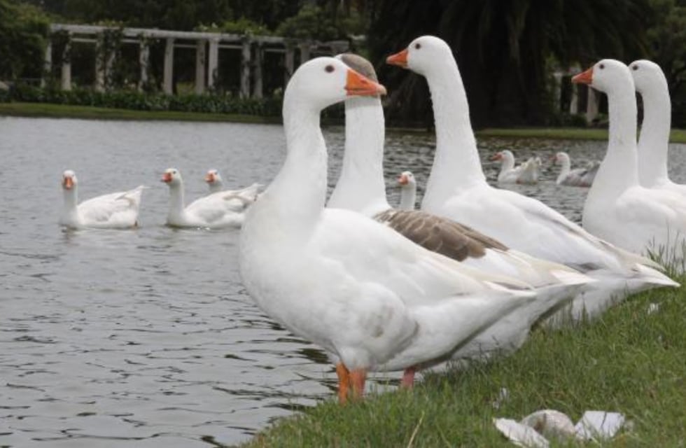 Indignación en Palermo: robaron dos gansos de los lagos y los arrojaron a una pileta con cloro