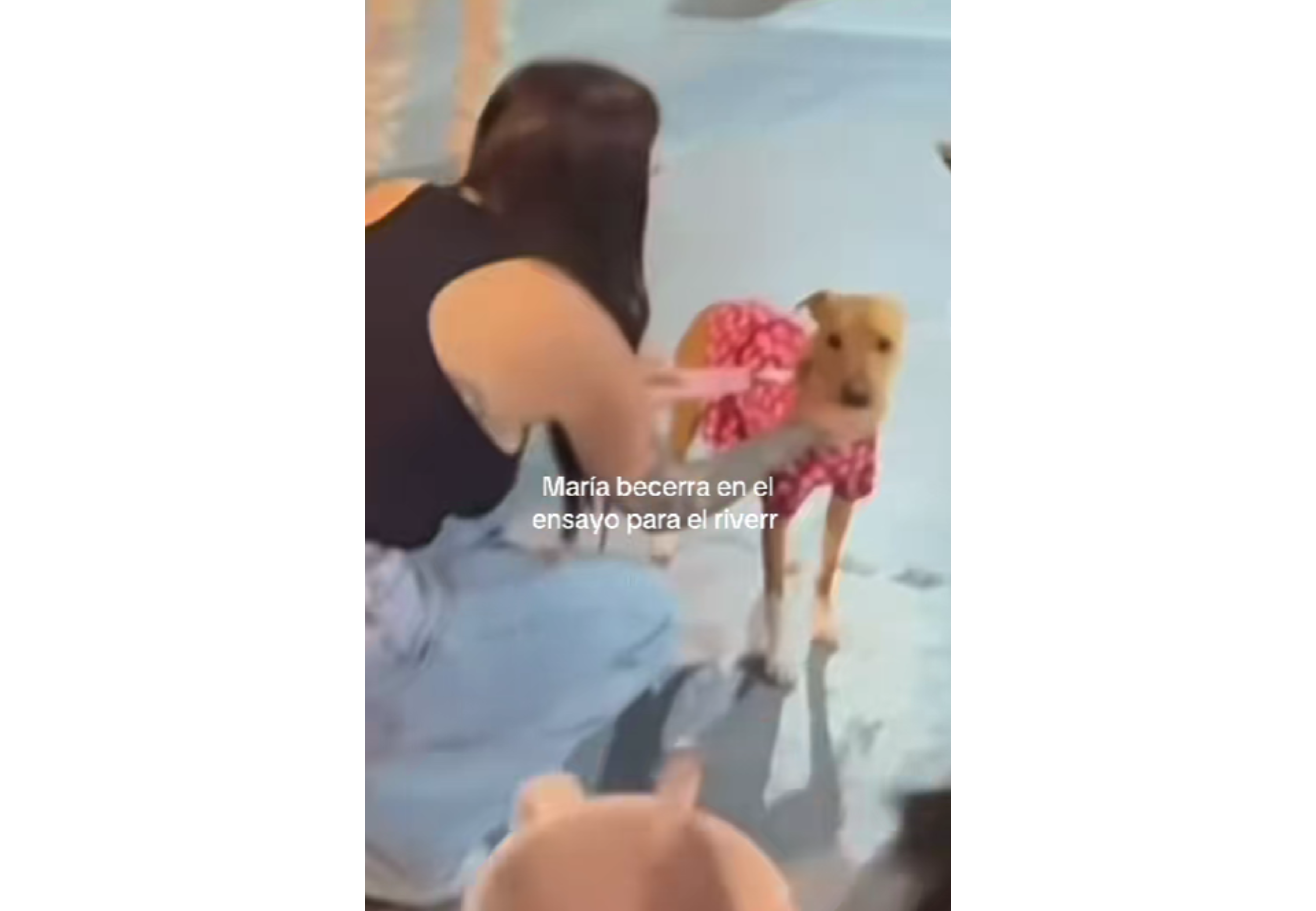 La cantante llevó a sus perros a los ensayos.