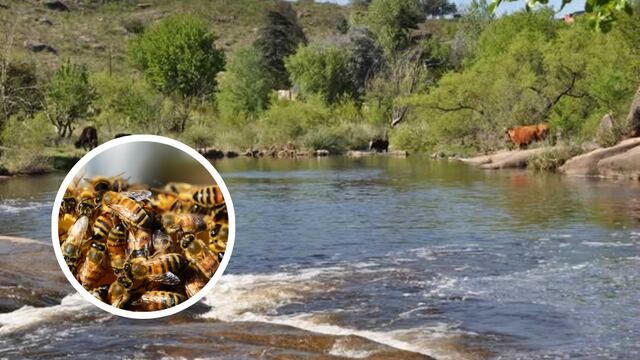 Un hombre de 34 murió en Córdoba luego de ser atacado por abejas.