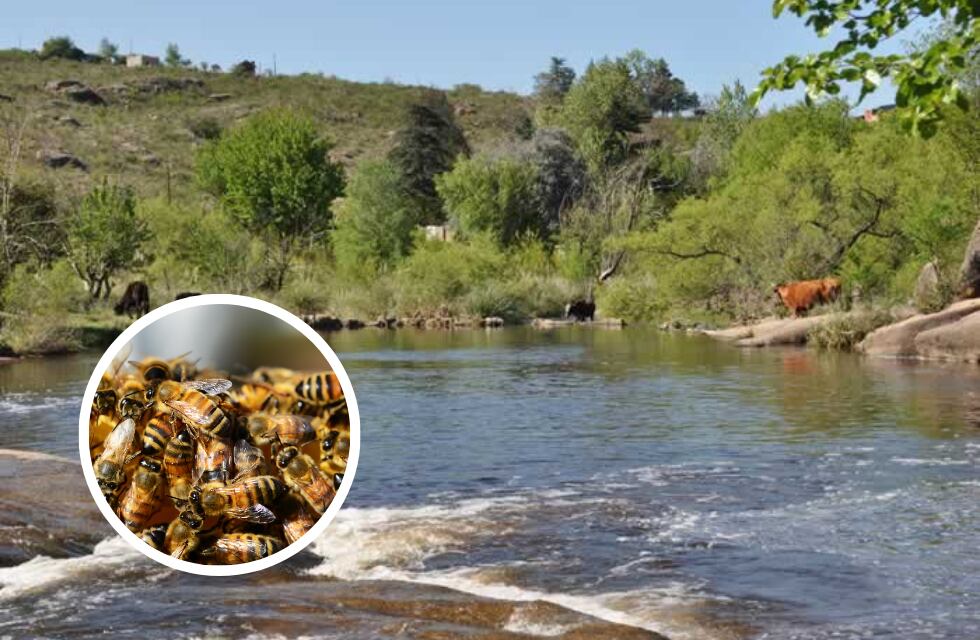 Lo atacó un enjambre de abejas y murió: cómo fue el trágico hecho en Córdoba