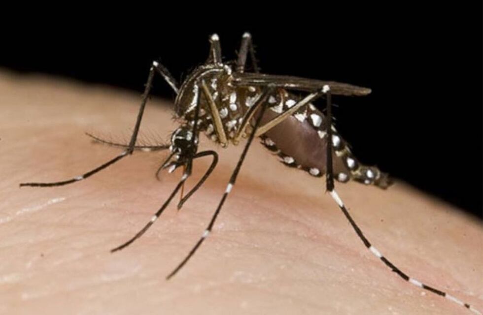 Tres Arroyos: Recomendaciones de la Dirección de Bromatología para evitar la aparición del Dengue