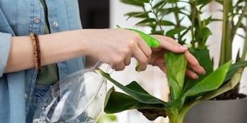 El agua de arroz es un aliado natural y rápido para recuperar plantas estresadas por el sol intenso de verano.