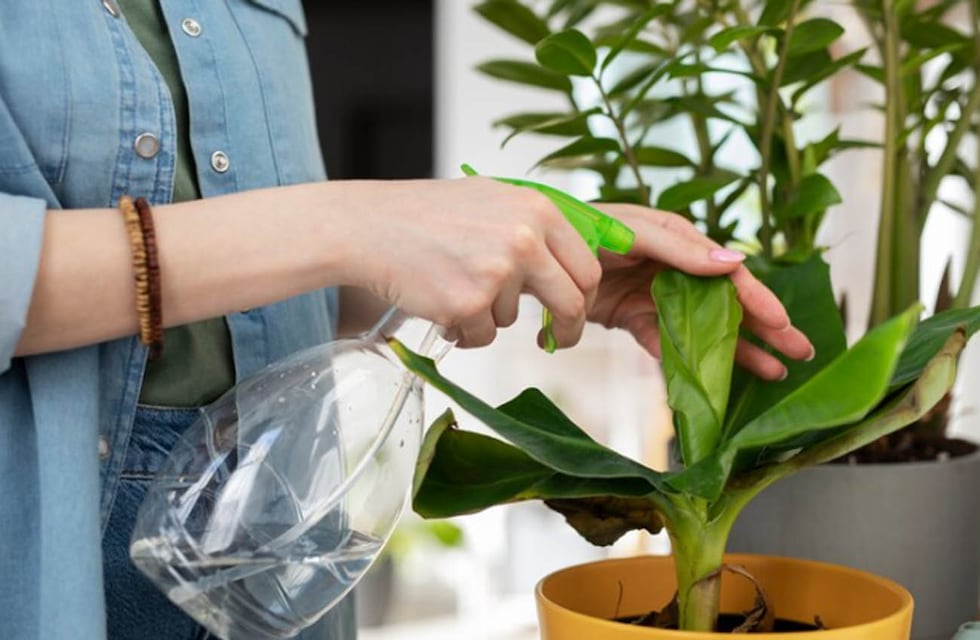 Verano: cuál es el remedio natural que ayuda a salvar una planta quemada por el sol en menos de 24 horas