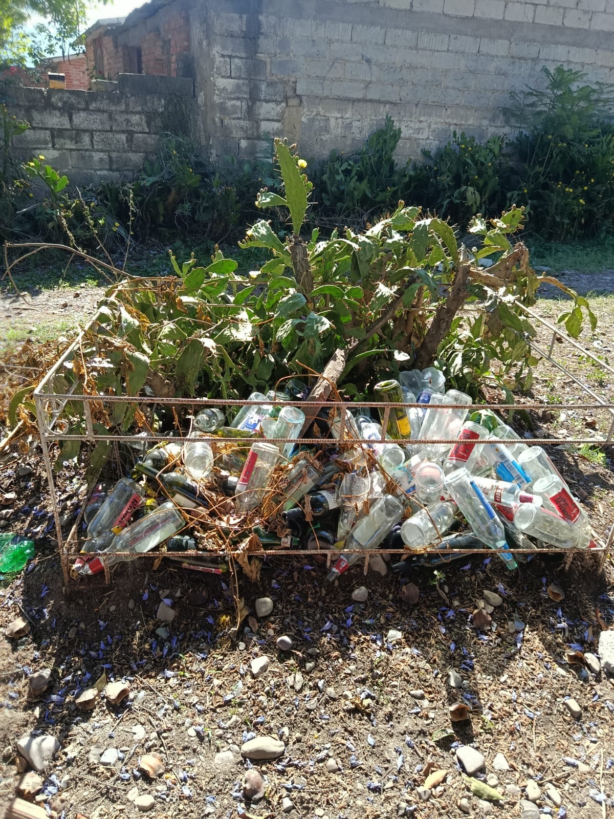 Lo que debería ser un espacio verde, termina convertido en repositorio de botellas y basura, después de las madrugadas de alcohol y desenfreno, en el barrio Campo Verde.