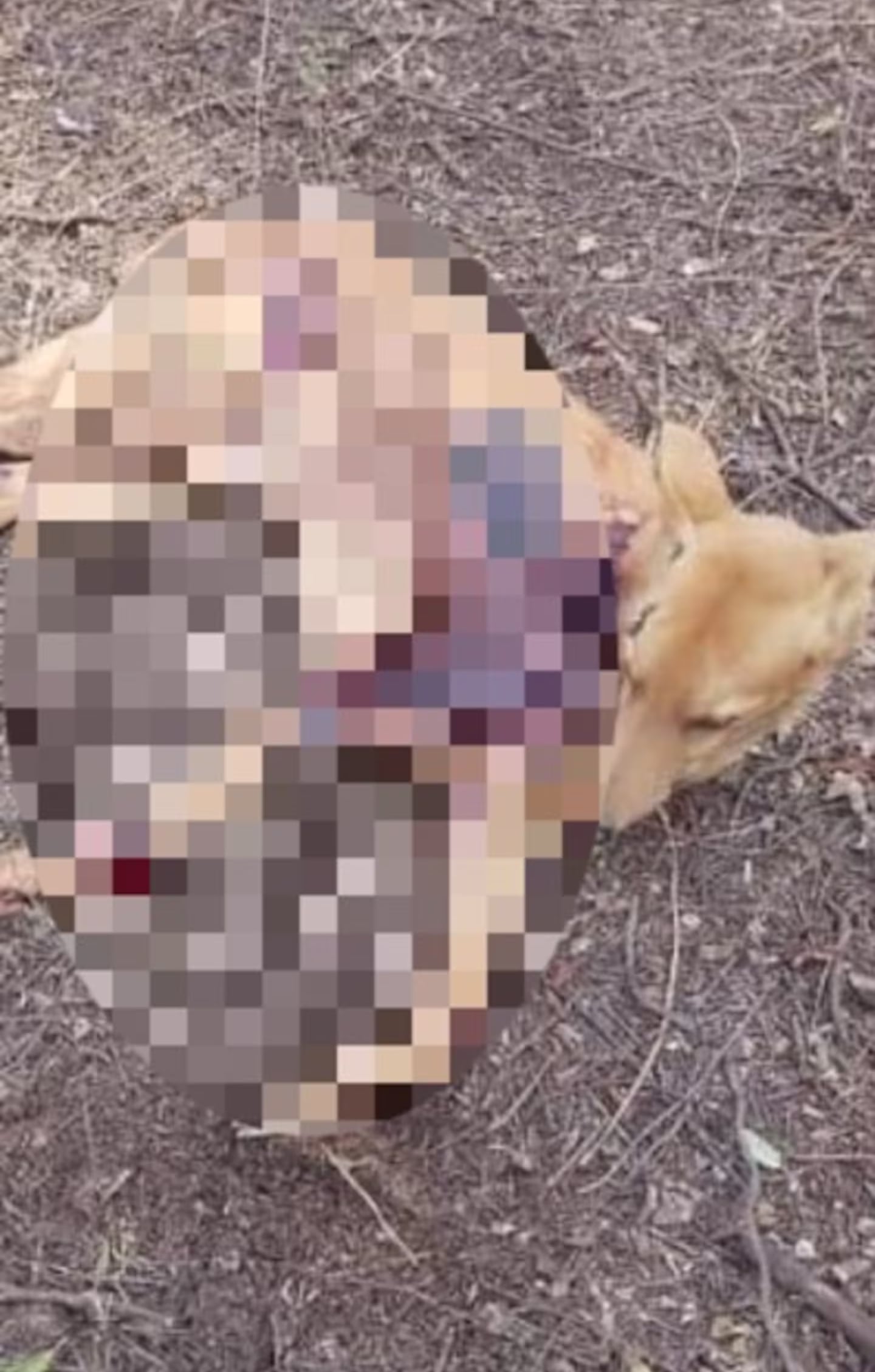 Mateo fue encontrado en un baldío en San Guillermo, Santa Fe.