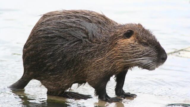 Rescataron un coipo en Posadas