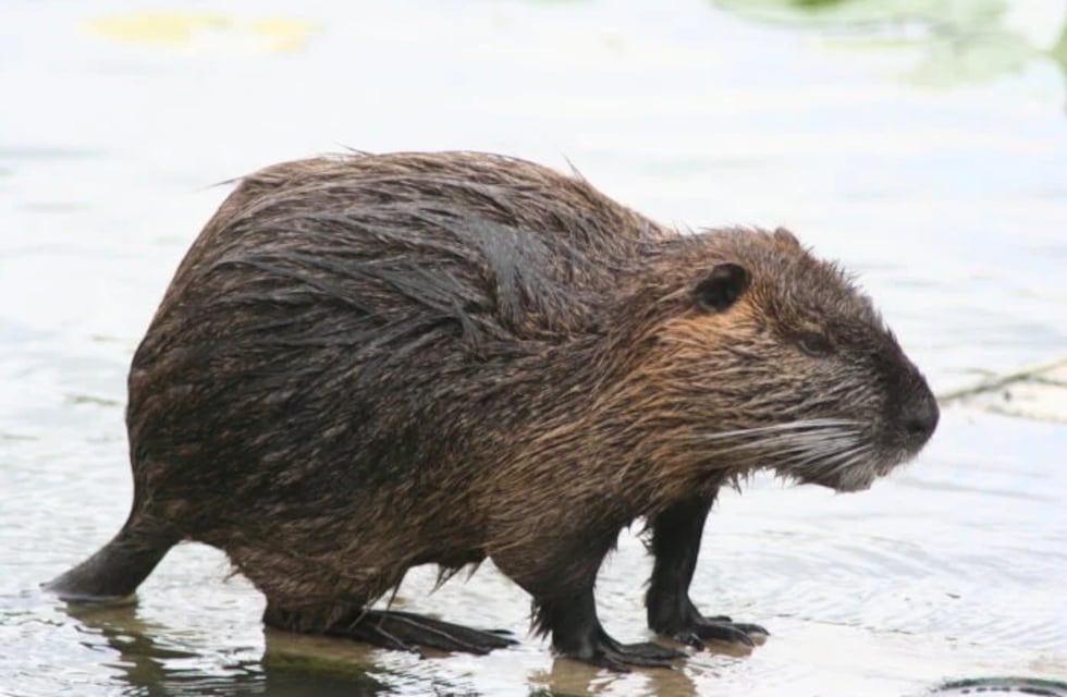 La División Defensa del Medio Ambiente rescató un coipo en Posadas