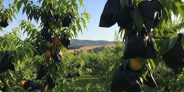 No es por moda: para qué sirve atar con bolsas negras los troncos de los árboles frutales