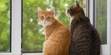 De qué se trata la feria para los amantes de los gatos.