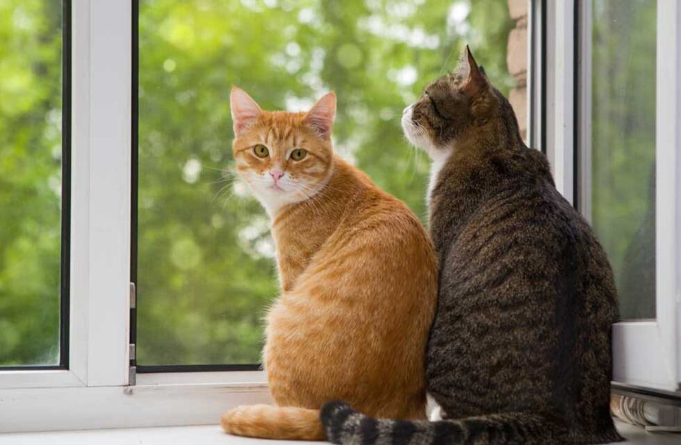 Organizan en Córdoba una feria para los amantes de los gatos: cuándo y dónde será