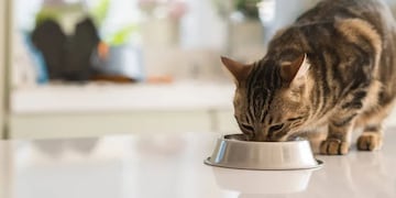 Alimentar bien a las mascotas es importante para su salud