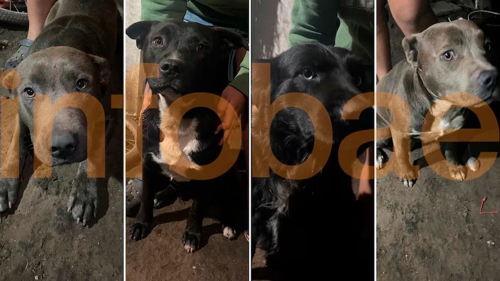 Los perros secuestrados por las autoridades.