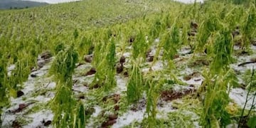 Piden que Nación declare la Emergencia Agropecuaria por 180 días en Misiones.