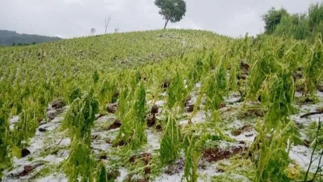 Piden que Nación declare la Emergencia Agropecuaria por 180 días en Misiones.