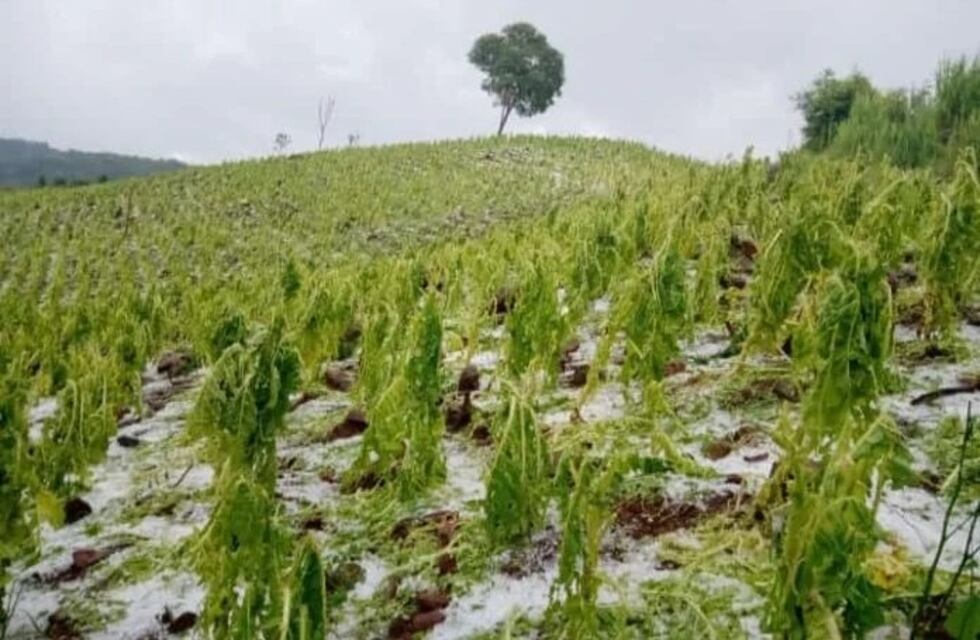 Piden que Nación declare la Emergencia Agropecuaria por 180 días en Misiones