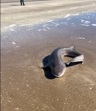 El tiburón hembra pescado en San Clemente