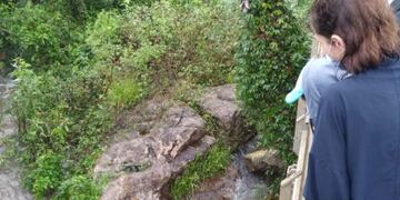 Avistaron a un carpincho almorzando en uno de los saltos del Parque Nacional Iguazú