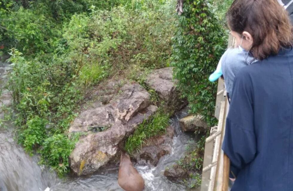 Avistaron a un carpincho almorzando en uno de los saltos del Parque Nacional Iguazú