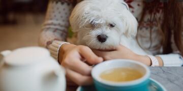 Rosario tiene muchos establecimientos pet friendly. (Imagen ilustrativa).