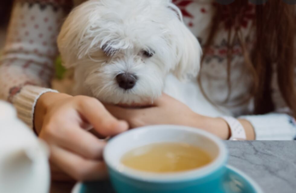 Enterate cuáles son los restaurantes, cafés y bares pet friendly en Rosario