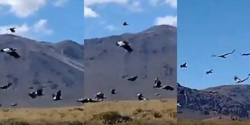 Sobrevolaron 112 cóndores en una localidad de Neuquén.