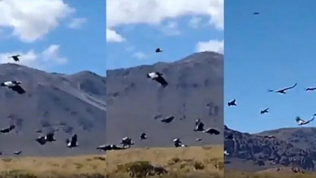 Sobrevolaron 112 cóndores en una localidad de Neuquén.