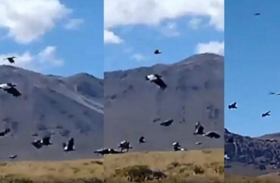 Insólito video: un puma mató doce chivos y más de cien cóndores aparecieron en el lugar