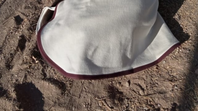 Los perros en disposición de adopción tienen un chaleco con una ficha que contiene su nombre y si están vacunados y castrados.